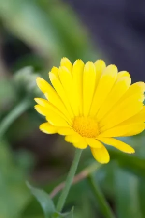 Zaden veld goudsbloem | Bestel nu