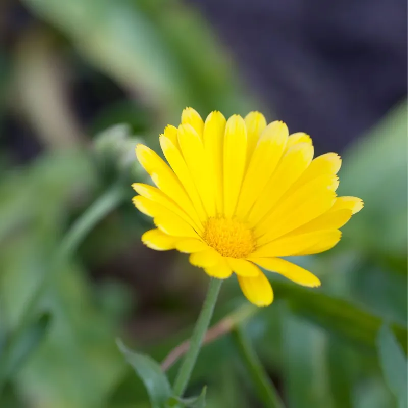 Zaden veld goudsbloem | Bestel nu