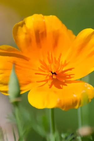 Zaden papaver uit californië - Nieuw gelanceerd