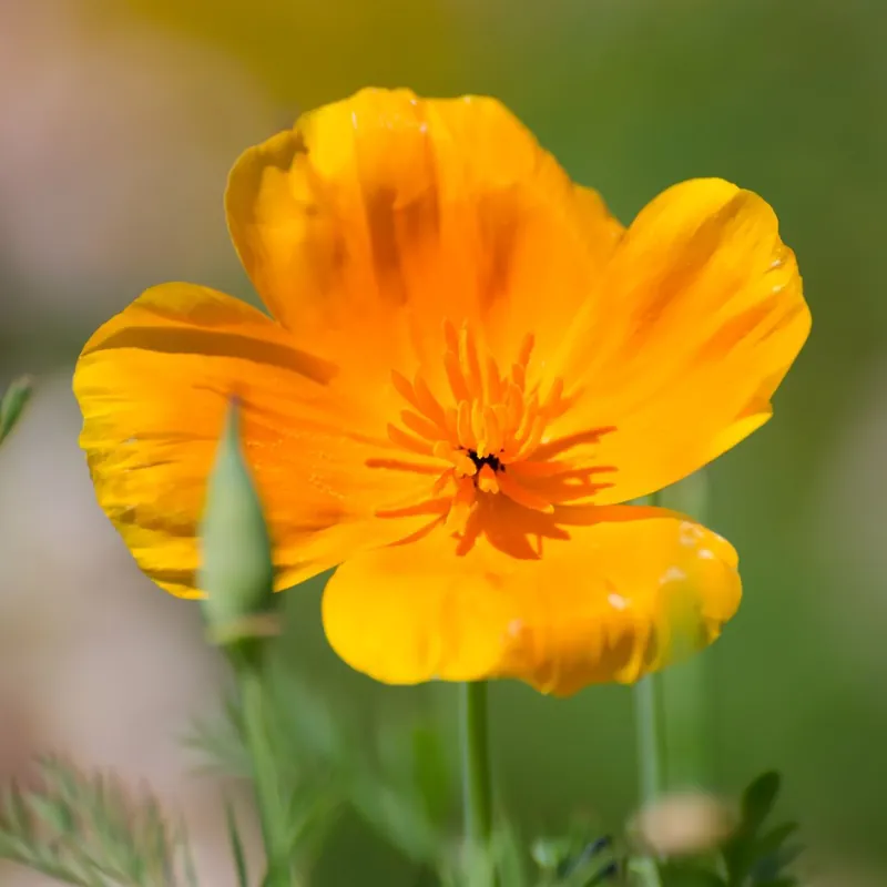 Zaden papaver uit californië - Nieuw gelanceerd