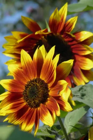 Zaden zonnebloem herfst kleuren | Lage prijs