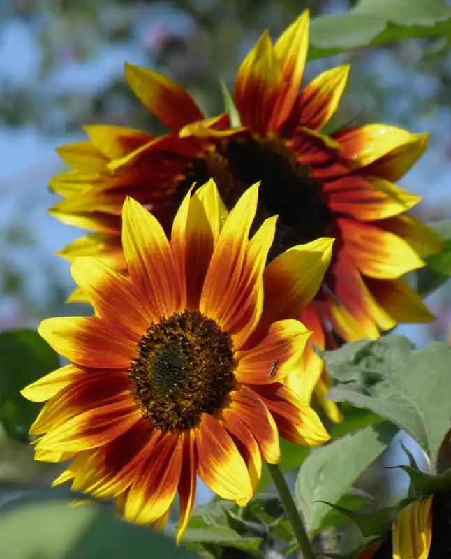 Zaden zonnebloem herfst kleuren | Lage prijs
