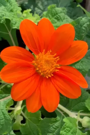 Zaden tithonia mexicaanse zonnebloem - Nieuwe release