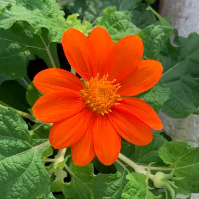 Zaden tithonia mexicaanse zonnebloem - Nieuwe release