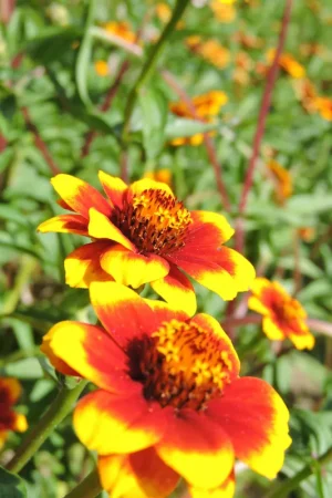 Zaden zinnia perzisch tapijt | Tijdelijke actie