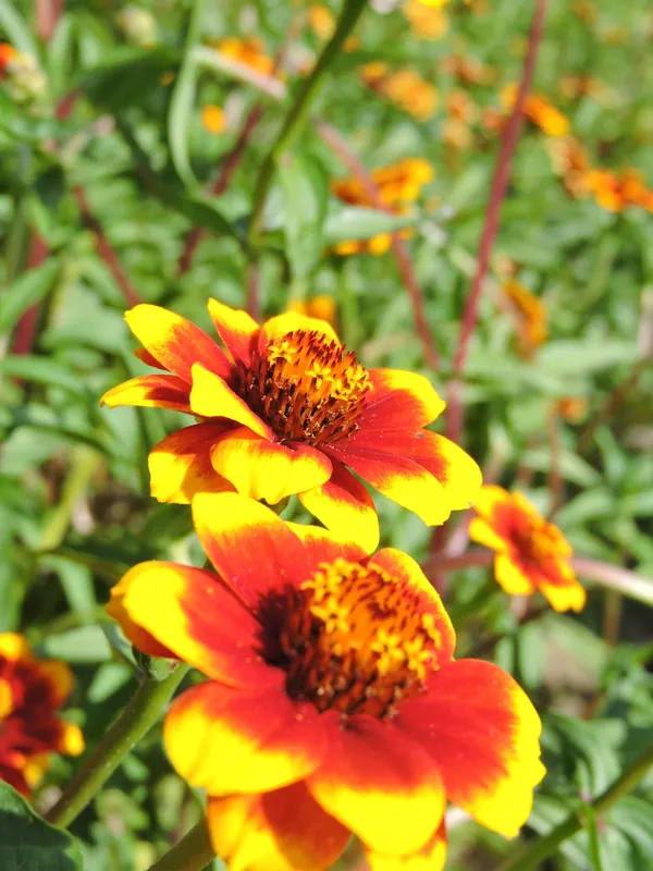 Zaden zinnia perzisch tapijt | Tijdelijke actie