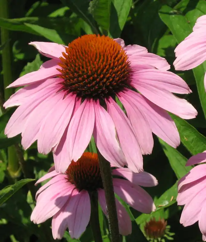 Professionele kwaliteit | Zaden echinacea purpurea