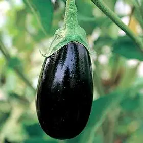 Extra korting | Zaden aubergine imperial black beauty