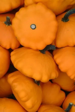 Zaden pâtisson oranje | Bestseller