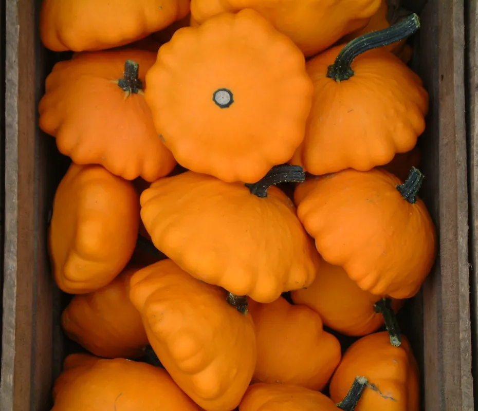 Zaden pâtisson oranje | Bestseller