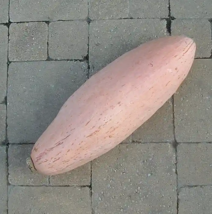 Topdeal - Zaden pompoen pink jumbo banana