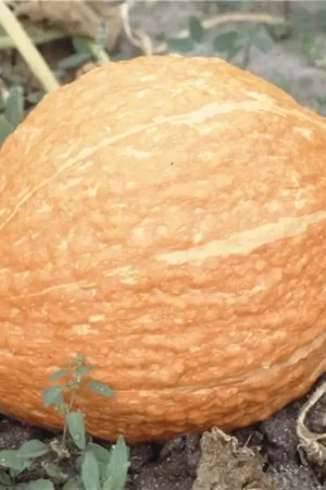 Zaden pompoen golden hubbard - Net binnen
