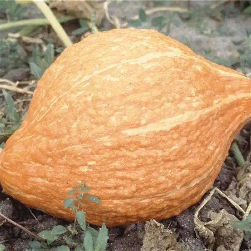 Zaden pompoen golden hubbard - Net binnen