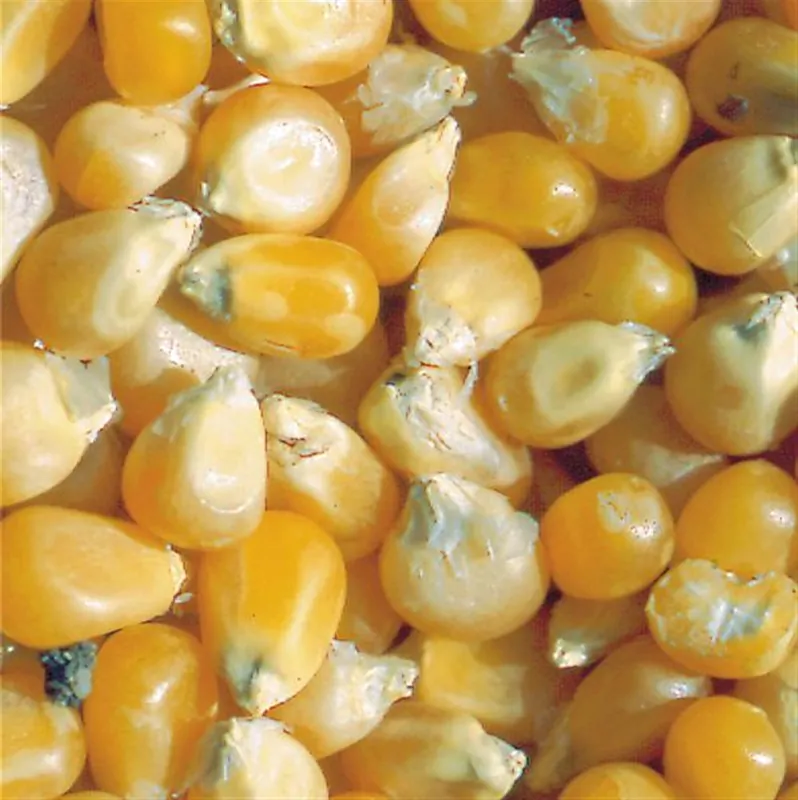Klaar voor verzending | Zaden korrelmaïs pop corn tom pouce