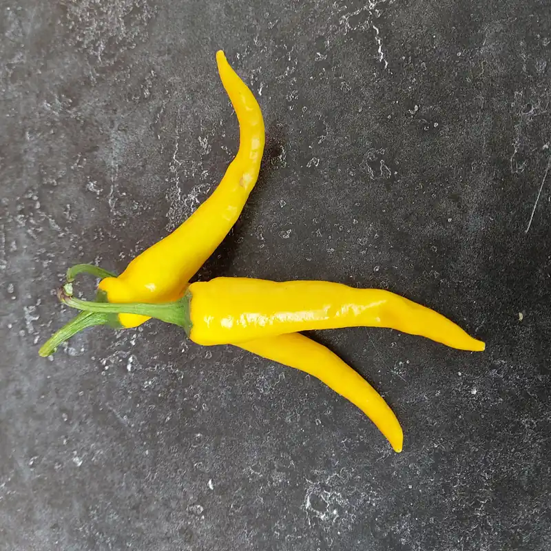 Zaden cayenne-peper geel - Nog maar enkele beschikbaar