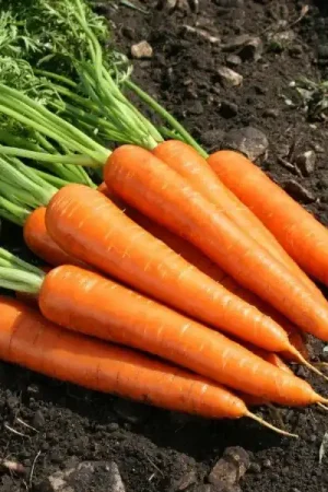 Zaden wortel vroege uit milaan - Veilig winkelen