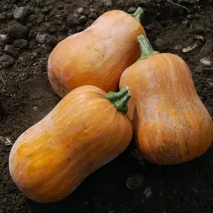 Zaden muskaatpompoen honeynut | Scherpe prijs