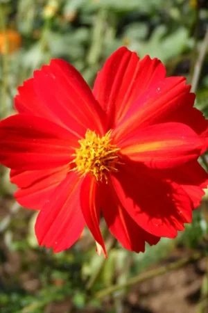 Zaden cosmos red junny - Voordelig