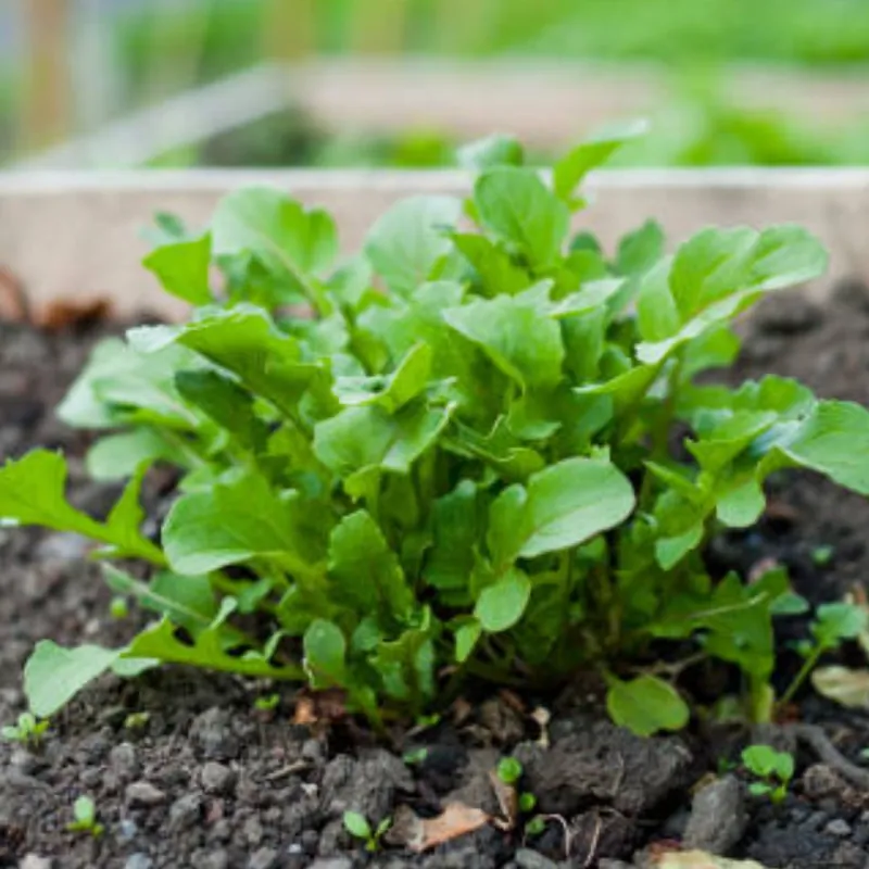 Klaar voor verzending - Zaden rucola wasabi