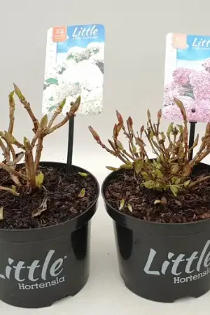 Witte hortensia p17 - Prijsverlaging