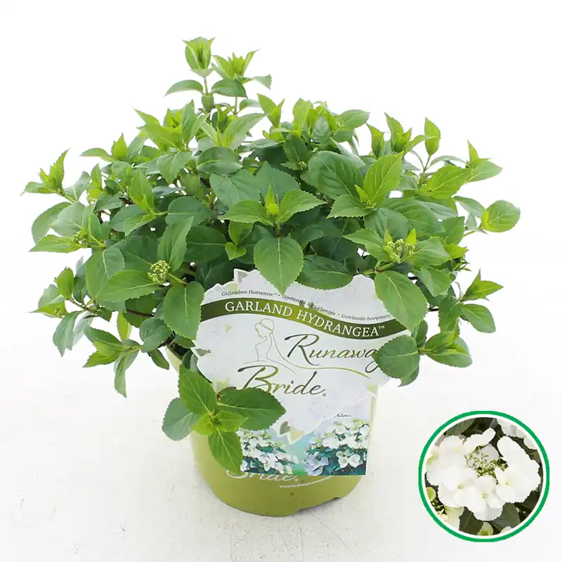Hortensia runaway bride ( Slingerhortensia ) - Premium