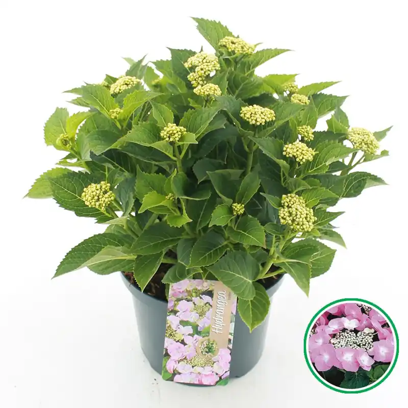 Voorraad bijna op | Hortensia macrophylla p23
