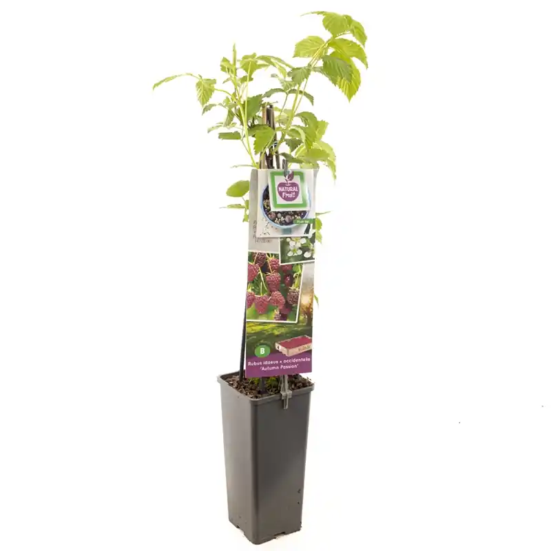 Herfst framboos p11 | Nieuwe release