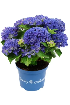 Voordelig - Hydrangea macrophylla ‘Royalty® Fabolo Blue‘ (Hortensia)