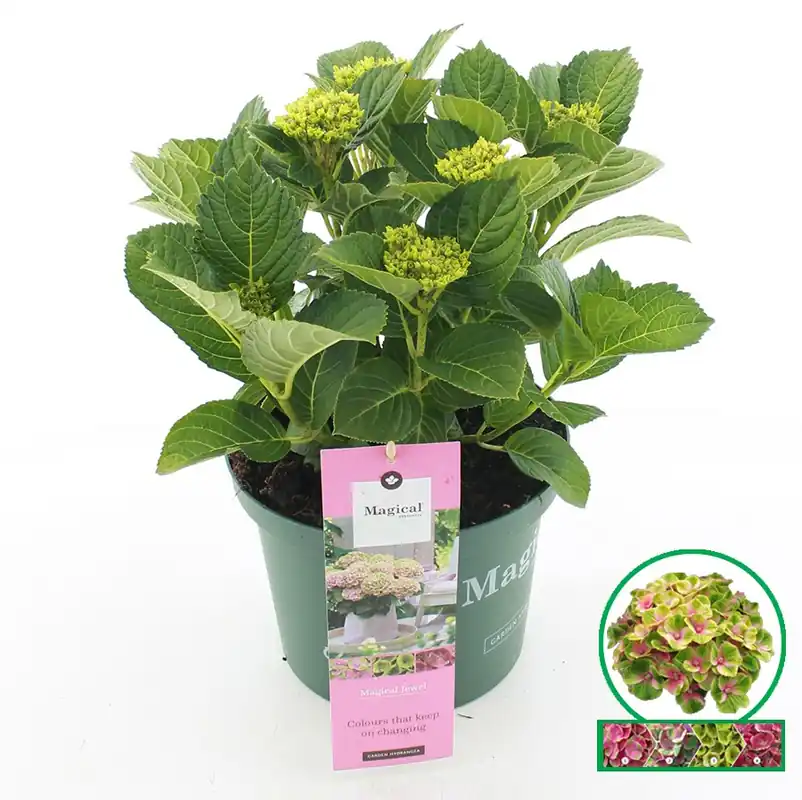 Hydrangea magical jewel roze - Mis het niet