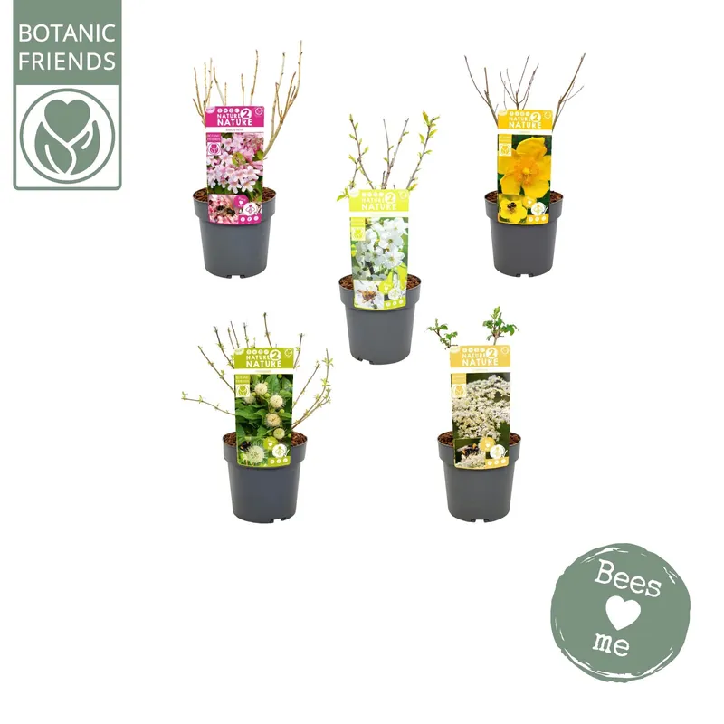 Biologische bloemenmix met bijenmengsel p19 h45 - Extra voordeel