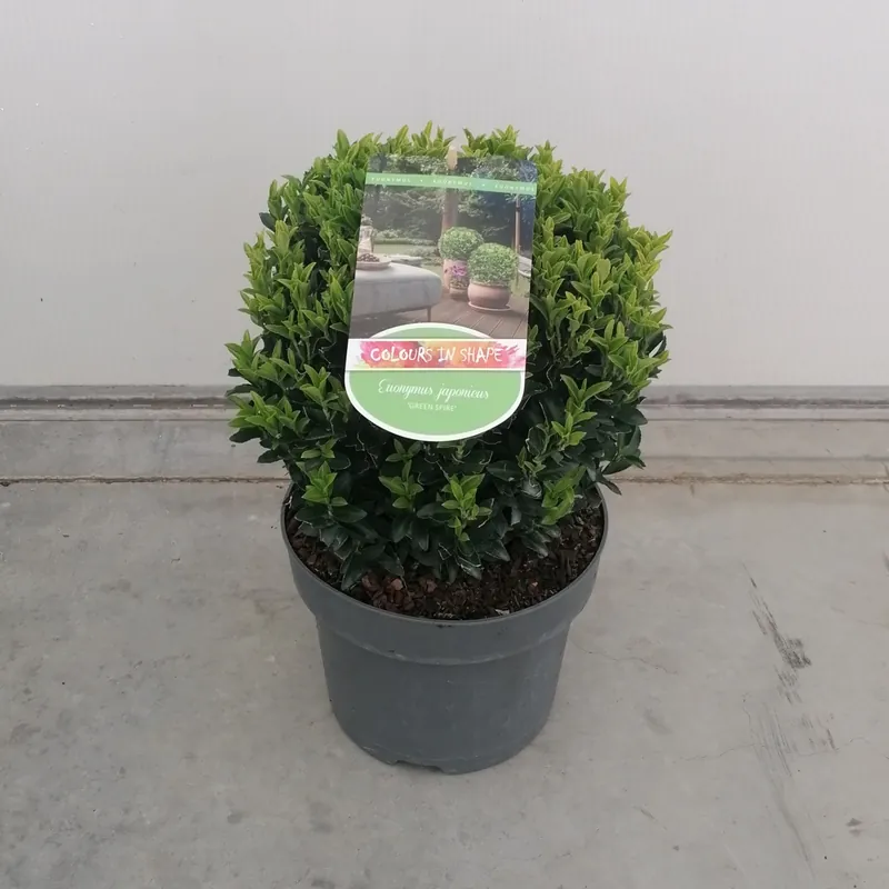 Veel voordeel | Euonymus in bolvorm