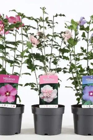 Voordelig - Hibiscus syriacus of tuinhibiscus