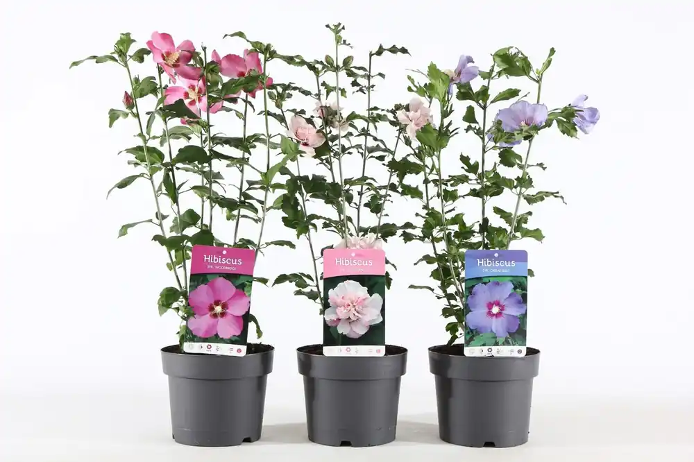 Voordelig - Hibiscus syriacus of tuinhibiscus