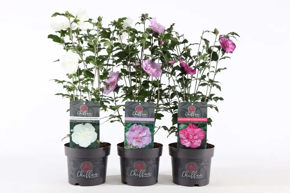 Hibiscus syriacus of tuinhibiscus p19 h60 - Tijdelijke actie