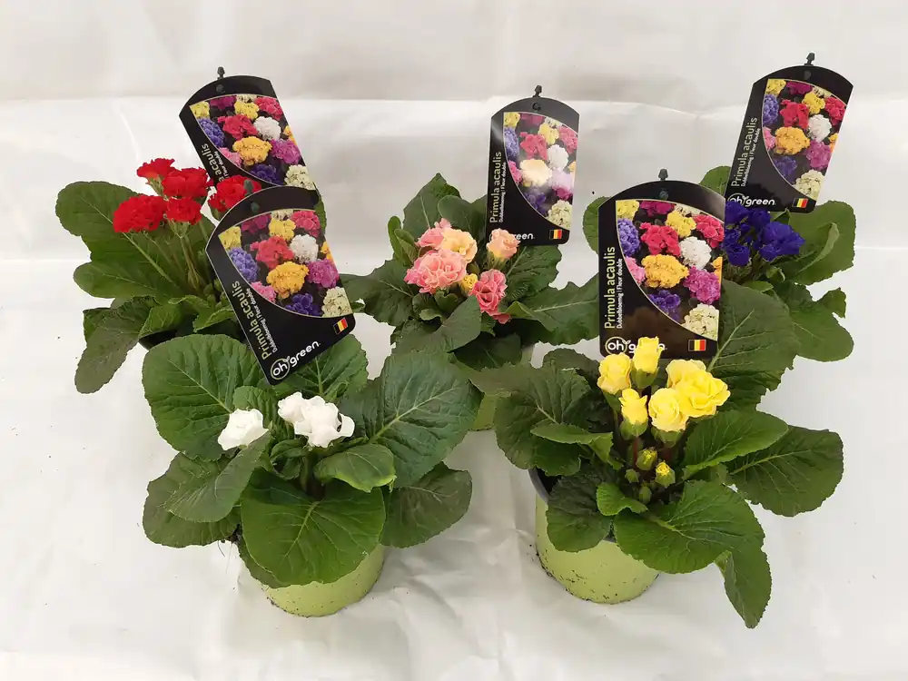 Primula dubbelbloemig | Zojuist toegevoegd