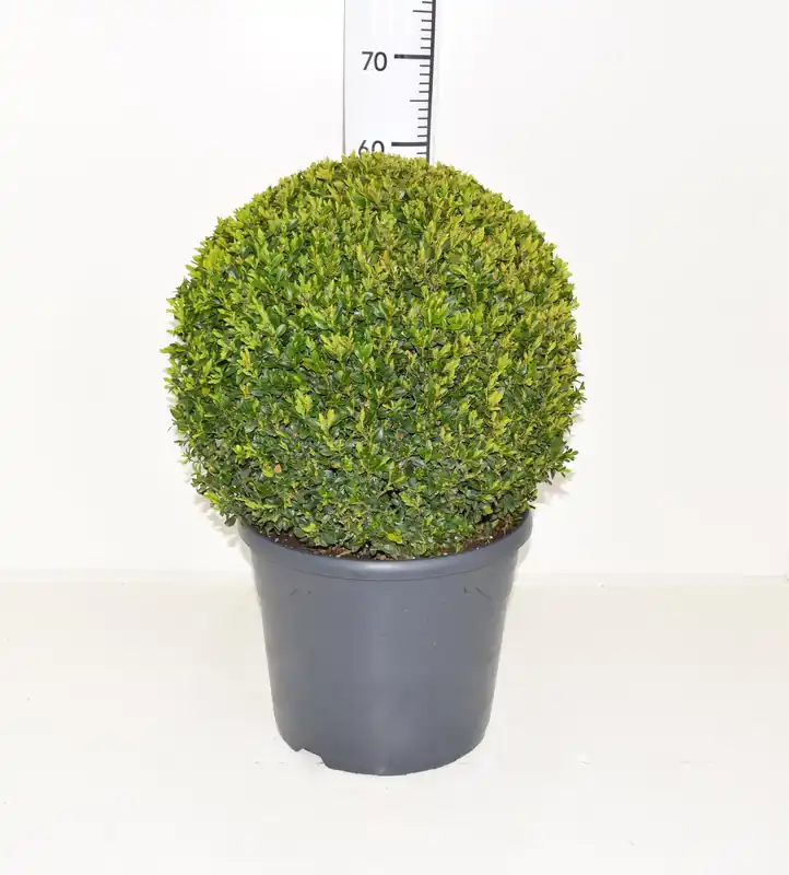 Goed beoordeeld | Buxus sempervirens bol p31 h70