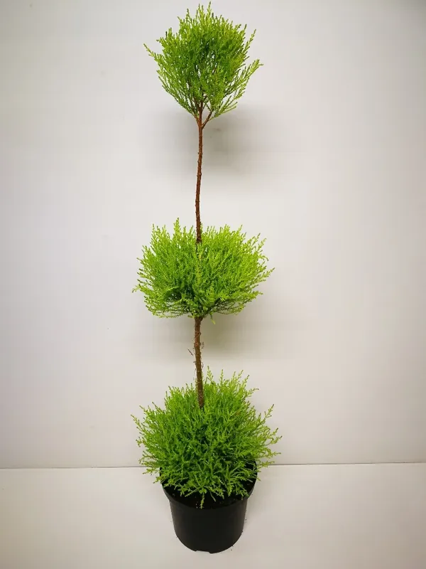 Cupressus gold 3 bollen p23 h115 | Meest verkocht