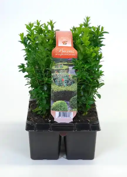 Trending - Buxus sempervirens 6-pack p9 h15