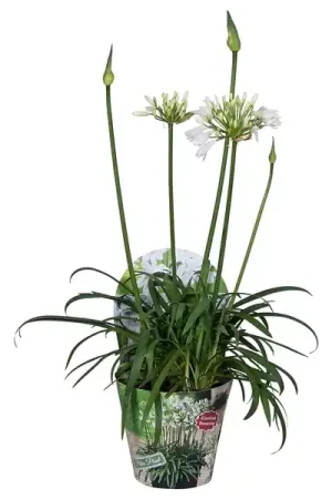 Zolang de voorraad strekt - Agapanthus of afrikaanse lelie summer love wit
