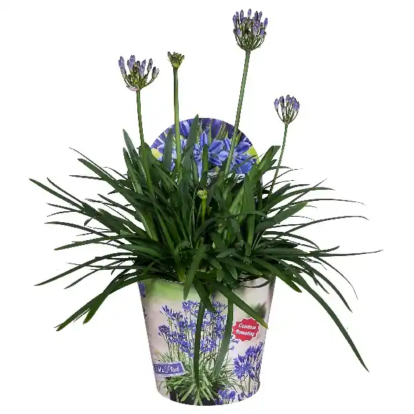 Agapanthus of afrikaanse lelie summer love blue | Topprijs