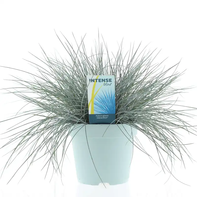 Festuca glauca of blauw zwenkgras p17 h25 | Deal