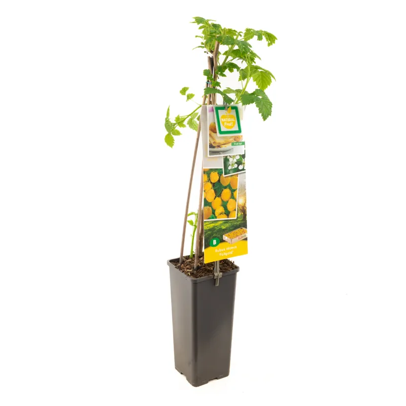 Frambozenplant rubus idaeus fallgold - Tijdelijk aanbod