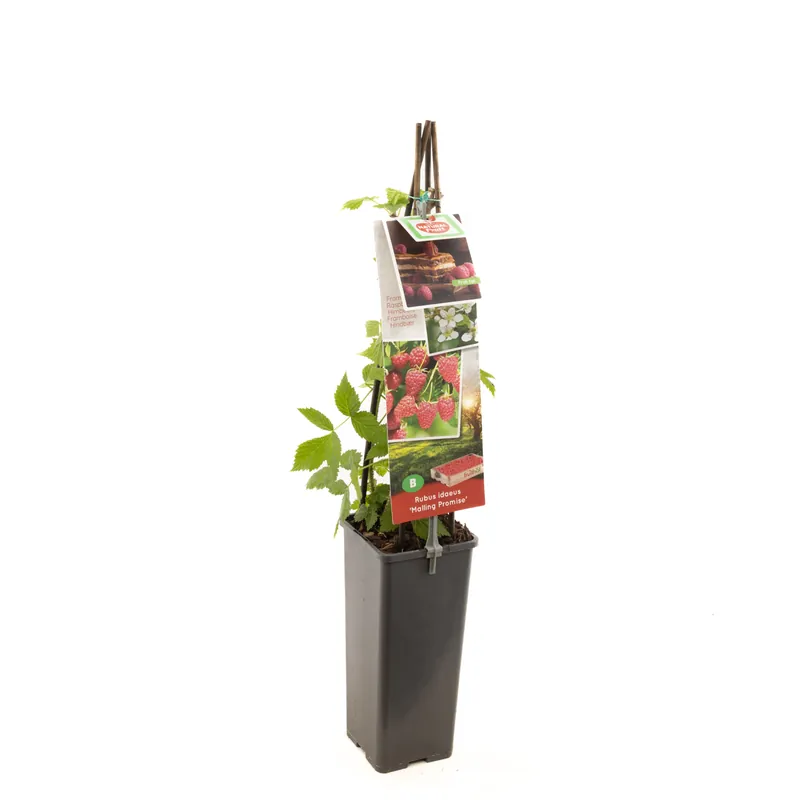 Nieuw in het assortiment - Frambozenplant rubus idaeus malling promise