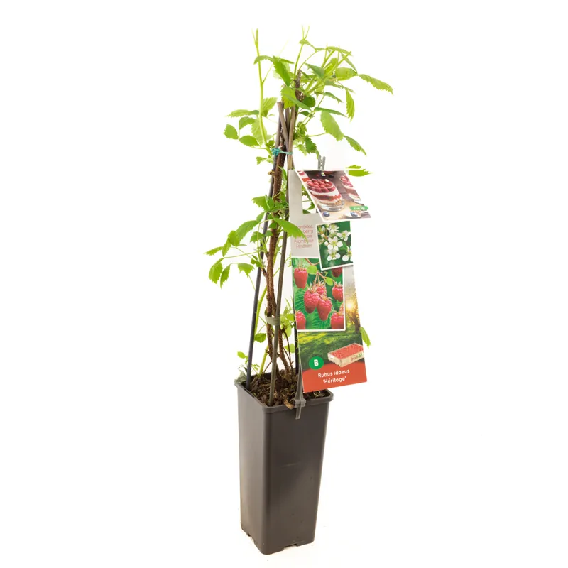 Korting | Frambozenplant rubus idaeus heritage