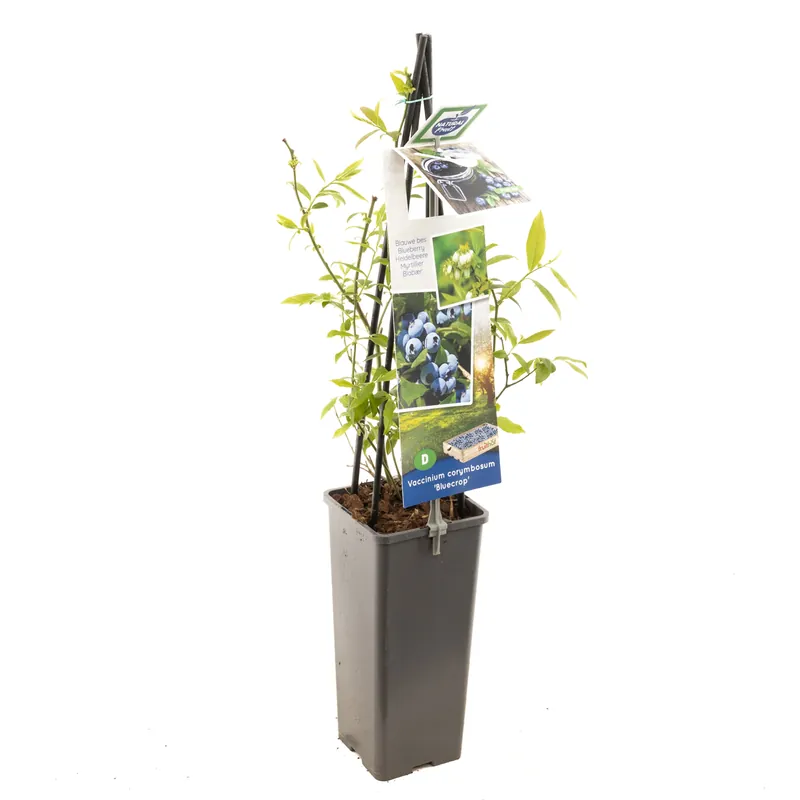 Direct beschikbaar - Blauwe bessenstruik vaccinium corymbosum bluecrop