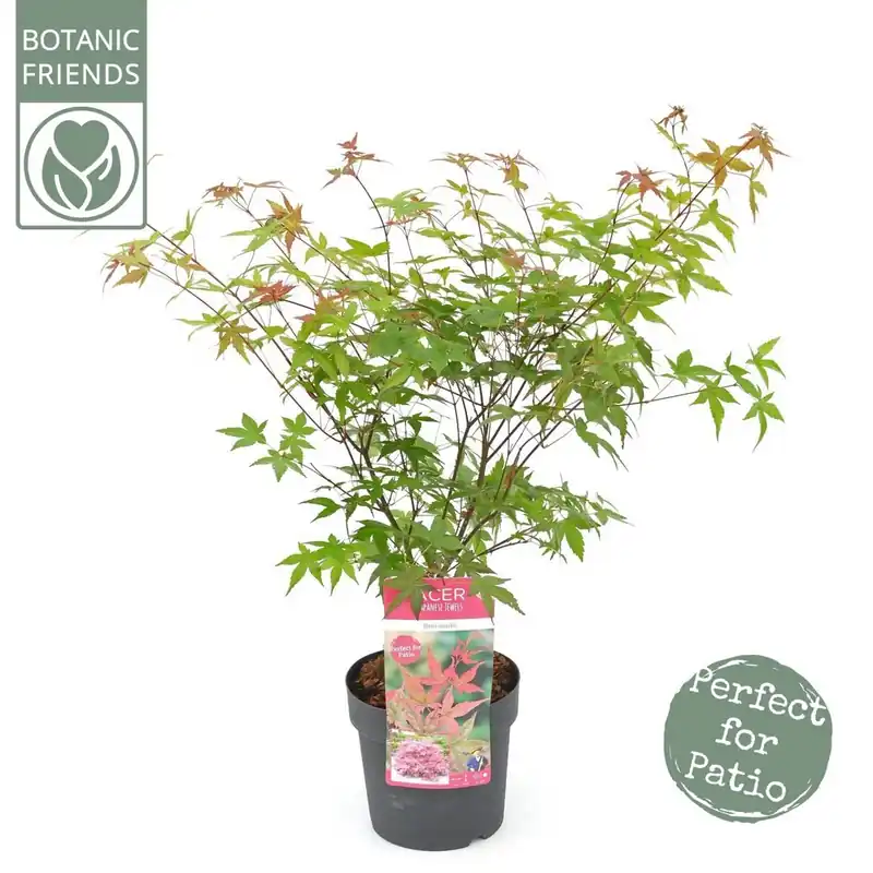 Nieuw gelanceerd | Japanse esdoorn "beni-maiko"p19 h50