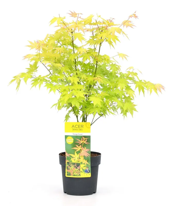 Japanse esdoorn orange dream p19 h50 - Populair