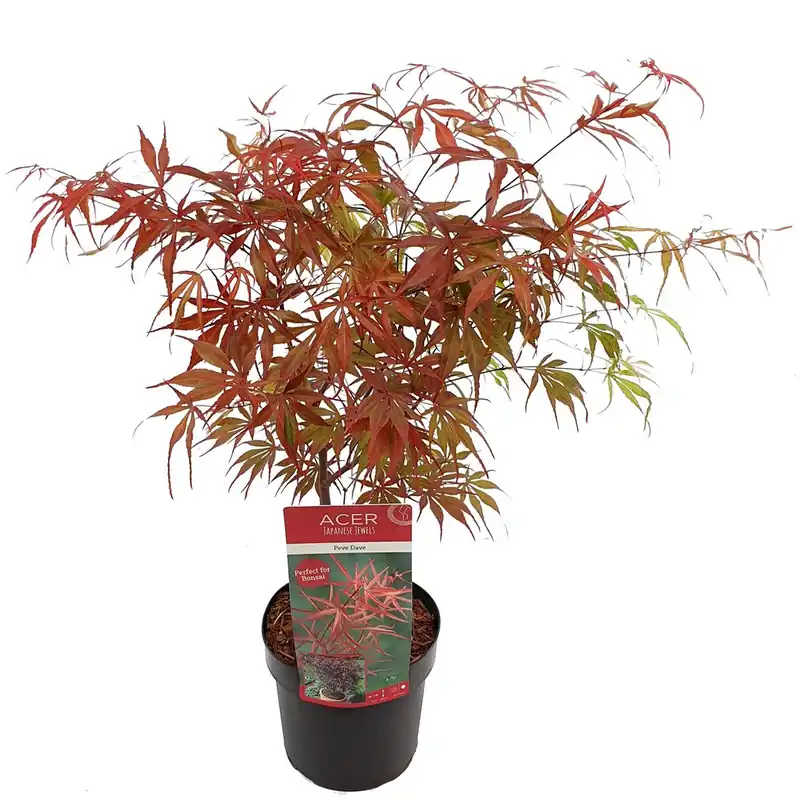 Japanse esdoorn pevé dave p19 h45 | Aanbieding