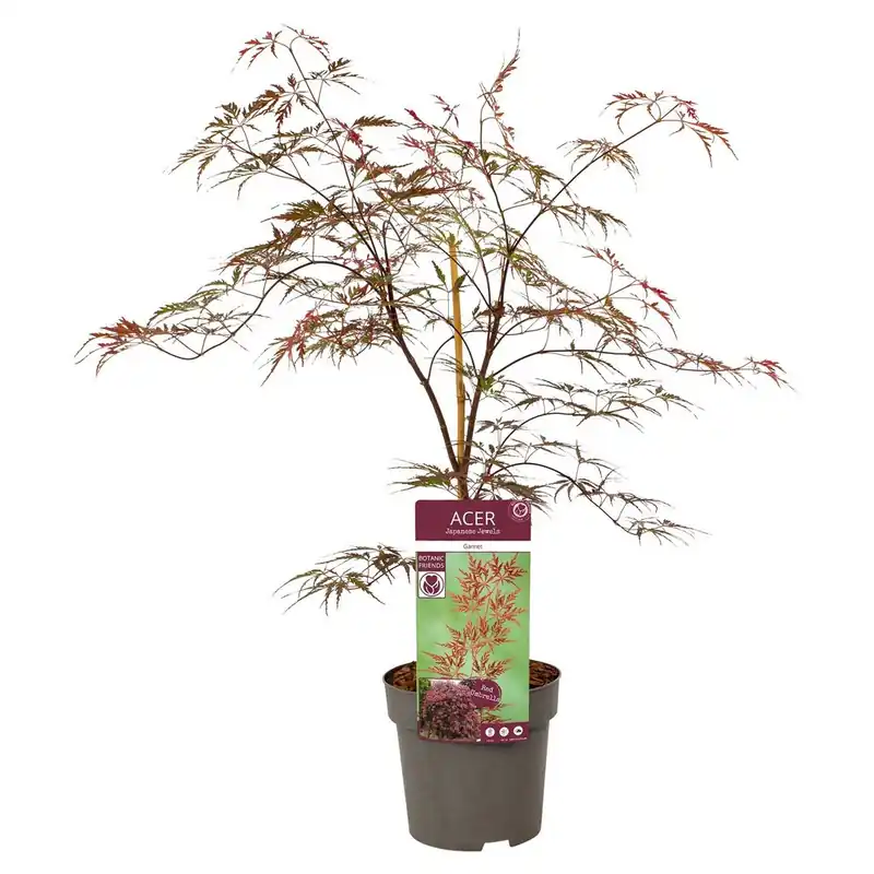 Japanse esdoorn garnet p19 h50 - Speciale aanbieding