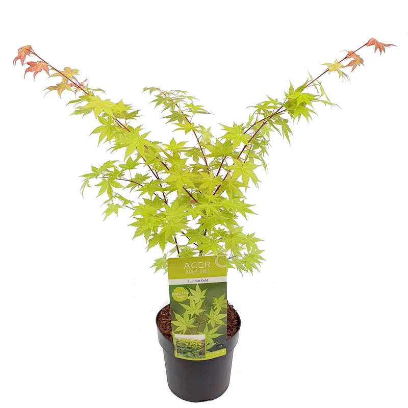 Direct beschikbaar | Japanse esdoorn summer gold p19 h55